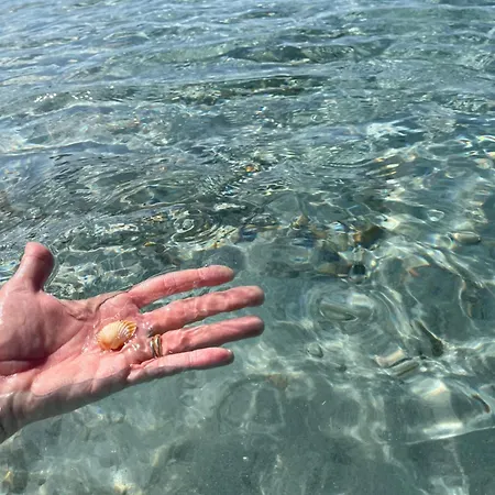 La Conchiglia Sul Mare *